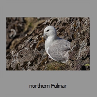 northern Fulmar